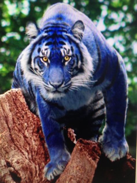 Rare Animals Real, Maltese Tiger, Gato Grande, Blue Tiger, Animale Rare, Blue Tigers, Unusual Animals, Rare Animals, Majestic Animals