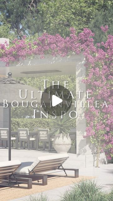 Kreiss on Instagram: "Want to know the most underrated plant? Bougainvillea. Here's some inspiration to get you started. 🌺

#bougainvillea #landscapingideas #luxuryfurniture #lainteriordesigner #interiordesigntrends #interiorstyling #dreambackyard #backyardinspiration #californiahomes #landscapedesigns" Bougainvillea Around Pool, Potted Bougainvillea Ideas, Bougainvillea Tree, White Pergola, Backyard Inspiration, Dream Backyard, Bougainvillea, California Homes, Pool Area