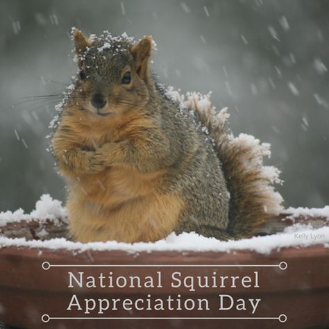 Squirrel Appreciation Day, Secret Squirrel, Squirrel Pictures, National Wildlife Federation, Squirrel Funny, Squirrel Girl, Cute Squirrel, A Squirrel, Baby Squirrel