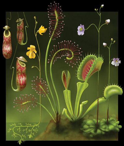 Pitcher plants are one of a group of carnivorous plants which use variety of tactics to trap and ‘dissolve’ insects or larger things for food. Description from pinterest.com. I searched for this on bing.com/images Carnivorous Plants Terrarium, Bog Garden, Venus Flytrap, Large Flower Pots, Pitcher Plant, Venus Fly Trap, Starting A Garden, Botanical Artwork, Unusual Plants