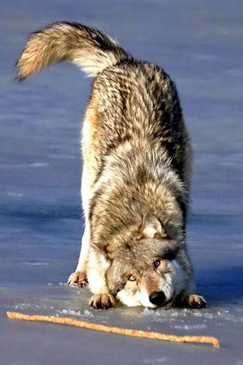 Playful wolf Wolf Love, Wild Wolf, Wolf Pictures, Wolf Spirit, Beautiful Wolves, Wild Dogs, Wolf Dog, A Wolf, Lynx