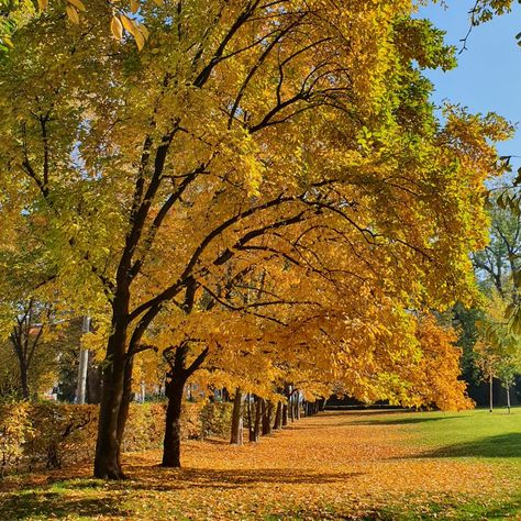 Golden and yellow tree in the park Aesthetic ^^ Yellow Trees Aesthetic, Yellow Tree Aesthetic, Park Aesthetic, Tree Aesthetic, Yellow Tree, Yellow Aesthetic, Greatest Adventure, The Park, Pumpkin Spice