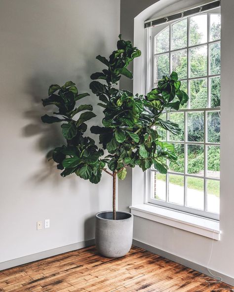 Hilton Carter, Best Indoor Trees, Low Maintenance Indoor Plants, Tree Pot, Fiddle Leaf Tree, Fiddle Leaf Fig Tree, Indoor Trees, Inside Plants, Faux Tree