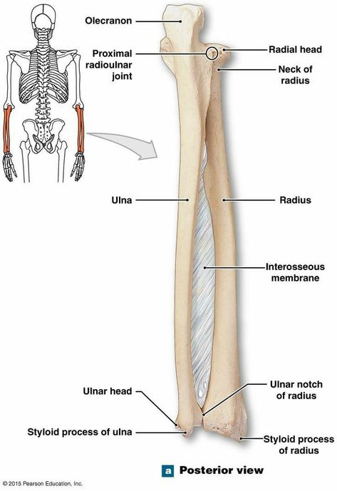 Skeletal System Anatomy, Radius And Ulna, Human Skeleton Anatomy, Medical Assistant Student, Anatomy Bones, Physical Therapy Assistant, Forensic Anthropology, Nursing School Survival, Human Body Anatomy