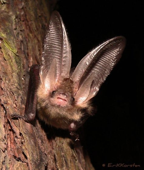 The ears of the Brown Long-eared Bat (Plecotus auritus) are around 3.5cm long. Its body is around 4.6cm long. : BatFacts Bat Photography, Facts About Bats, Long Eared Bat, Bat Facts, Regard Animal, Bat Species, Bat Animal, Bat Flying, Bergen Op Zoom