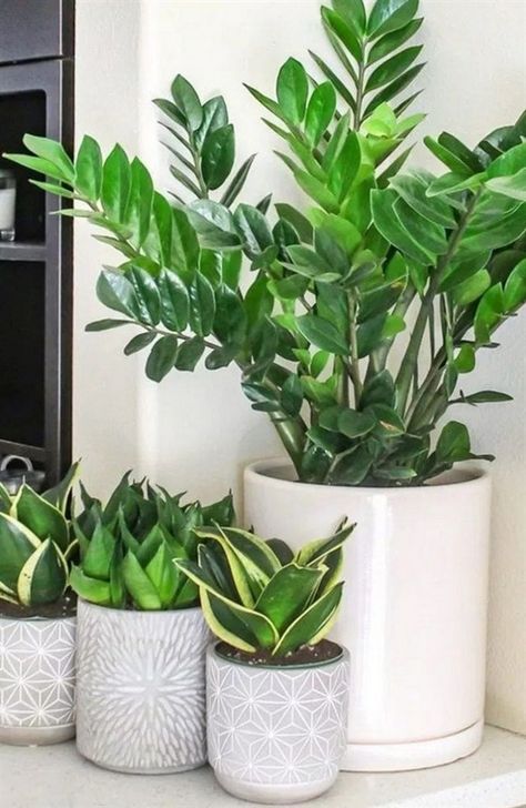 Big Concrete Planters: Modern Outdoor Pots House Plants For Beginners, Rv House, Low Maintenance House Plants, Plants For Beginners, Low Maintenance Indoor Plants, Easy House Plants, نباتات منزلية, Best Indoor Plants, Houseplants Indoor