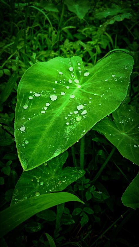 Taro Leaf, Environmental Photography, Taro Leaves, Taro Plant, Green Lady, Hawaiian Art, Rain Drops, Plant Leaves, Tattoos