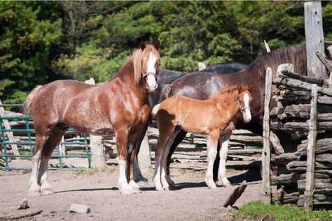 Draft Horse Breeds, Belgian Draft Horse, Horses Farm, Pull Wagon, Raising Cattle, Pull Cart, Draft Horse, Types Of Horses, Urban Survival