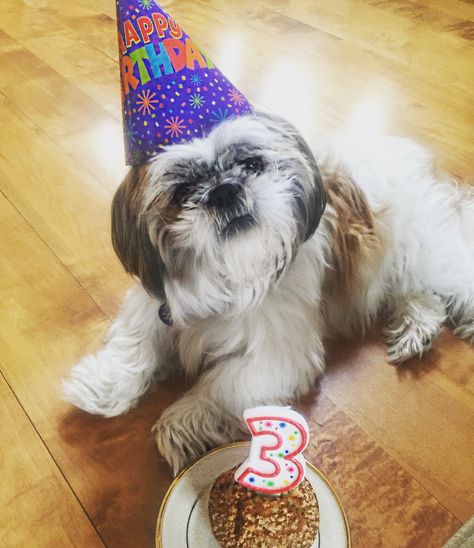 Shih Tzu Birthday!!! Shih Tzu Birthday, Celebrating Birthday, Melting Moments, Dogs Grooming, Dog Birthday Party, Happy Tails, Shih Tzus, Party Fun, Heart Melting