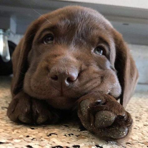 Labrador Puppy Chocolate, Chocolate Lab Puppies, Lab Puppy, Labrador Retriever Puppies, Lab Puppies, Labrador Puppy, Chocolate Lab, Brown Dog, Blue Heeler