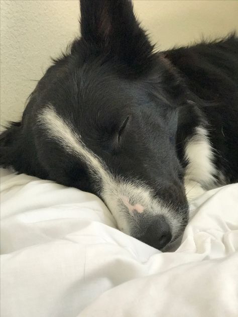 Border Collie Sleeping, Doggy Quotes, Dog Sleep, Dream Pet, Border Collie Mix, Herding Dogs, Border Collie Dog, Australian Shepherds, Border Collies