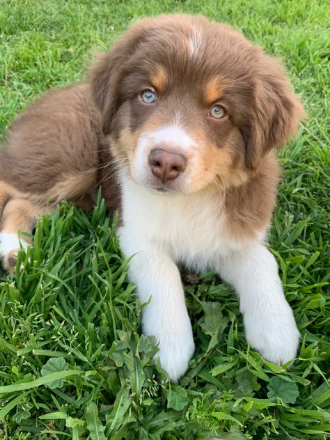 res tri australian shepherd puppy Tri Australian Shepherd, Australian Shepherd Red Tri, Mini Australian Shepherd, Australian Shepherd Puppy, Australian Shepherd Puppies, Shepherd Puppy, Shepherd Puppies, Australian Shepherd, Future Kids