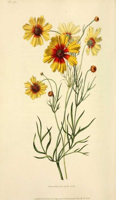 Coreopsis Flower, Sunflower Illustration, Illustration Botanique, Vintage Botanical Prints, Botanical Drawings, Vintage Botanical, Botanical Illustration, Botanical Prints, Flower Drawing