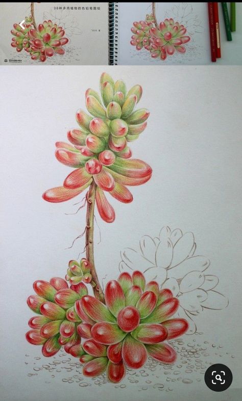 Pencil Flowers, Colored Pencil Artwork Ideas, Drawings Of Flowers, Botanical Sketchbook, Succulent Art, Colored Pencil Artwork, Watercolor Flower Art, Watercolor Art Lessons, Nature Art Painting