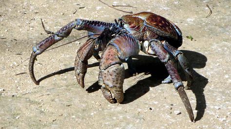 Crustaceans | HowStuffWorks Robber Crab, Crab Species, Life Underwater, Coconut Crab, Sea Crab, Christmas Island, Crab Claws, Climb Trees, Animal Drawing