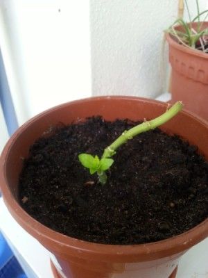 Growing Hydrangea from Seed? | ThriftyFun Propagating Hydrangeas, Hydrangea Seeds, Growing Hydrangeas, Waiting Patiently, Hydrangea Garden, Planting Hydrangeas, Sun Plants, Cold Frame, Garden Store