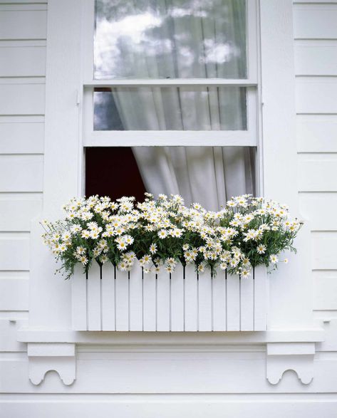 Window Box Herb Garden, Green Window Box, Wrought Iron Window Boxes, White Window Boxes, Wooden Window Boxes, Window Box Ideas, Exterior Wood Paint, Fall Window Boxes, White Flowering Plants