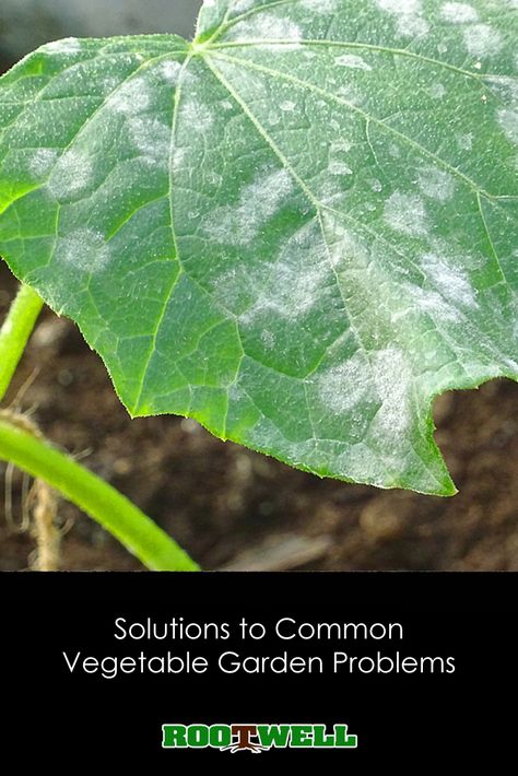 Every gardener at one point or another faces a few common problems when growing vegetables. Learn the solutions to common vegetable garden problems. #gardeningtips Snap Beans, Shade Tolerant Plants, Garden Problems, Natural Pest Control, Summer Harvest, Plant Problems, Plant Diseases, Powdery Mildew, Fruit Plants