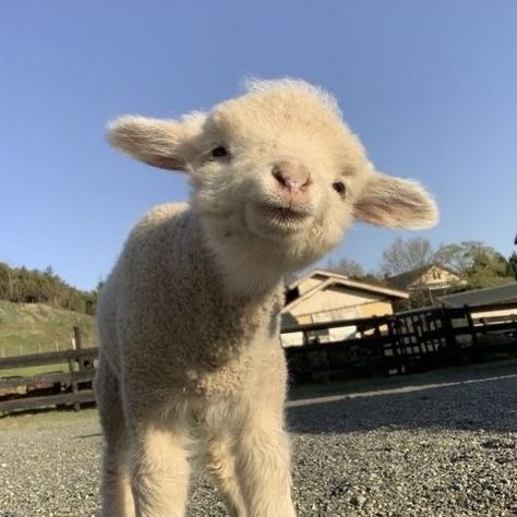 Cute Sheep, Sheep, Natural Beauty, Beauty