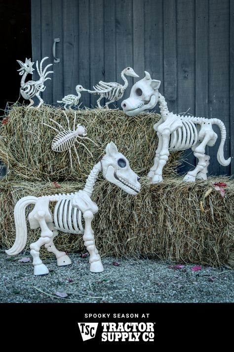 Image of animal skeleton decor Strašidelný Halloween, Cow Skeleton, Outdoor Skeleton, Halloween Tiktok, Läskig Halloween, Red Shed, Dekorasi Halloween, Uhyggelig Halloween, Halloween Skeleton Decorations