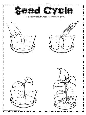 Plant Worksheet, Plant Life Cycle Worksheet, Plants Worksheets, Seed Cycling, Education Science, Plant Life Cycle, Science Worksheets, Parts Of A Plant, Color Worksheets