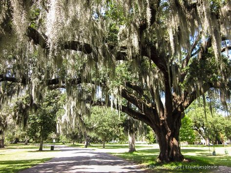 Trip To New Orleans, Nola Wedding, Romantic Things To Do, New Orleans Travel, Destination Wedding Inspiration, Romantic Things, Romantic Travel, Oh The Places Youll Go, A Romantic