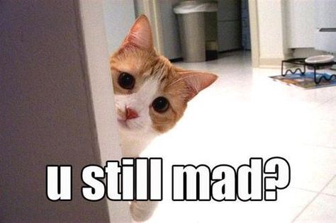 u still mad? gif Mad Meme, Cat Quotes Funny, Silly Cats Pictures, Kittens Funny, Cat Quotes, Funny Cute Cats, Silly Cats, Animal Quotes, Funny Animal Pictures