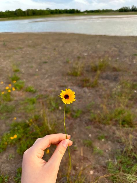 Single Flower Aesthetic, Campus Diaries, Celebration Art, Flowers Pretty, Flower Picks, Pretty Aesthetic, Flower Yellow, Flowers Aesthetic, Aesthetic Background