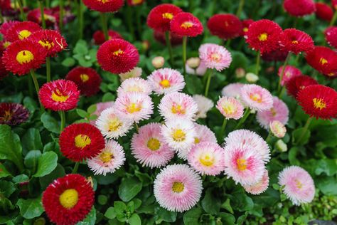 English Daisy Perennials, Daisy Care, English Daisies, English Flower Garden, English Daisy, Backyard Landscape, Summer Plants, Flower Care, Unique Flower