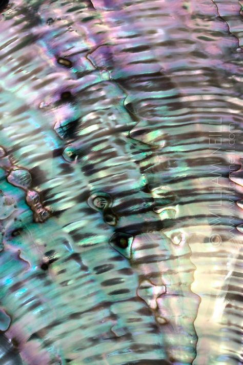 Abalone Shell 2, by William Neill Paua Shell Art, Iris Van Herpen, Concept Board, Shell Art, Purple Aesthetic, Abalone Shell, Screen Savers, Jewel Tones, Art Reference Photos