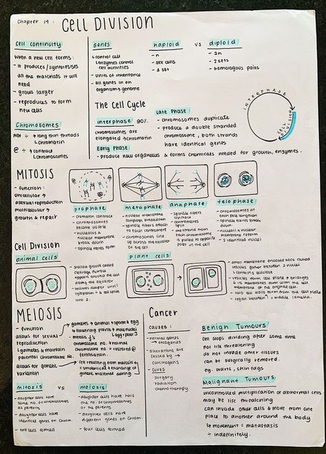 Cell In Biology, Biology Notes Cell Division, Biology College Notes, Biology Vocabulary Notes, Cell Communication Biology Notes, Genetics Aesthetic Notes, Cell And Molecular Biology Notes, Biology Revision Gcse Mitosis, Meiosis Notes Aesthetic