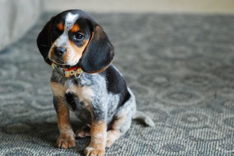 9. One thing I cannot live with out is Baily Blue, my bluetick beagle!  #bareMinerals #READYtowin Bluetick Beagle, Blue Tick Beagle, Beagle Pictures, Blue Tick, Pocket Beagle, Bluetick Coonhound, Beagle Mix, Beagle Puppy, Beagle Dog