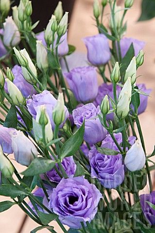 Lavender lisianthus, loves sun, needs to be planted in a well drained area, grws 1-3 feet tall, is an annual flower, cut flowers will last up to 3 weeks in water, native of American prairies Lisianthus Plant, Lavender Lisianthus, White Lisianthus, Lilac Lisianthus, Blush Lisianthus, Purple Lisianthus, Purple Lisianthus Bouquet, Rose Belle, Prairie Garden