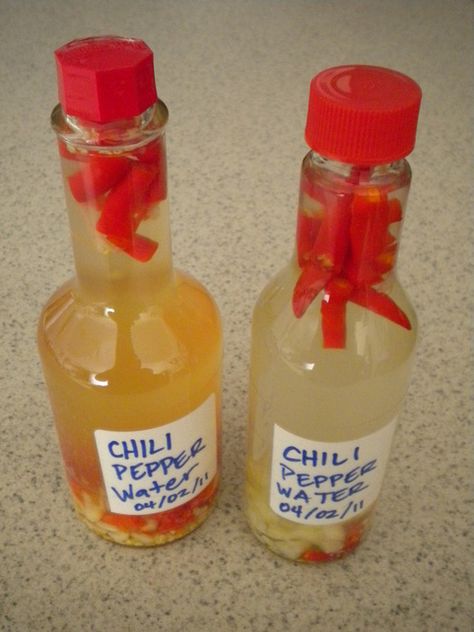 http://umami-quest.weebly.com/1/post/2011/04/recipe-chili-pepper-water.html CHILI PEPPER WATER Chili Pepper Water Recipe, Chili Water, Hawaiian Chili Pepper Water, Chili Pepper Water, Chili Pepper Plant, Hawaiian Chili, Ono Kine Recipes, Everyday Food Recipes, Chili Pepper Recipes