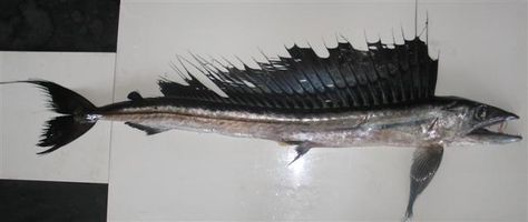 Alepisaurus ferox from India (long-snouted lancet fish). Such a neat ragged fin on top! Creepy teeth too... Lancet Fish, Creepy Teeth, Weird Fishes Arpeggi, Strange Fish Ocean Creatures, Angler Fish Scientific Illustration, Creature Ideas, Wild Caught Fish, Aquatic Creatures, Animals Photography