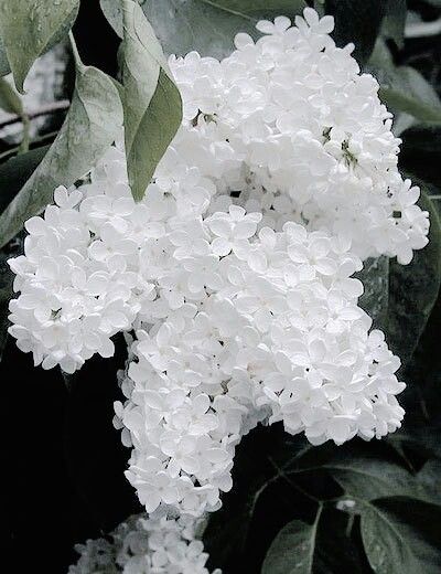 White Jasmine Flower Aesthetic, White Purple Flower Aesthetic, White Foxglove Flower, Asthetic Lavender Flowers, White Flower Dark Aesthetic, Different Kinds Of Flowers, Parisian Decor, Lilac Bushes, Hair Dark