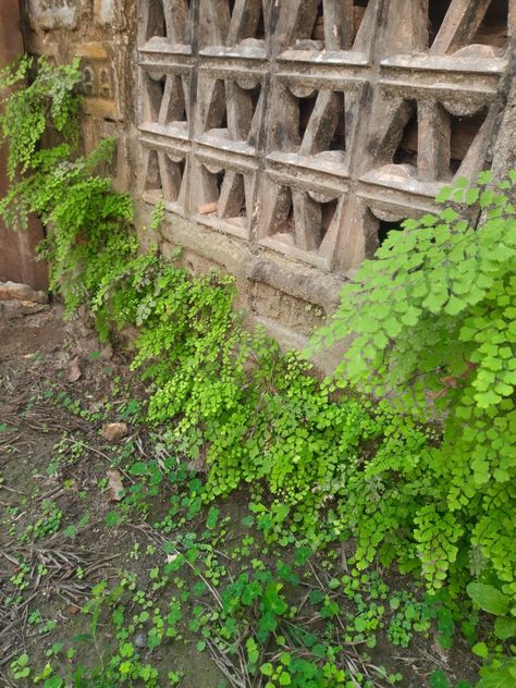 Wild fern (maiden hair fern) growing on its own in the cracks of an old wall Maidens Hair Fern, Maiden Hair, Maidenhair Fern, Old Wall, Green Wall, Fern, Acrylic Painting, Plants, Green