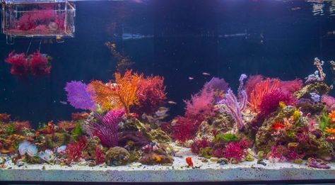 Waterbox 130.4 Macroalgae Display - Page 3 - Reef Central Online Community Macroalgae Reef Tank, Macroalgae Tank, Ecosystem Aquarium, Feather Starfish, Cube Aquarium, Seahorse Aquarium, Tank Aesthetic, Plant Aquarium, Saltwater Aquariums