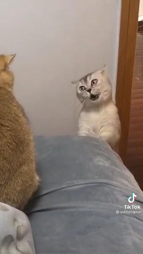 Heeeee funny cat [Video] | Funny animals, Cute animals, Funny cute cats Funny Cats And Kittens, Funny Kittens Pictures, Cat Gifs Funny, Cat And Kitten Videos, Funny Kitties Videos, Kitty Cats Cute Videos, Pet Funny Videos, Funny Cats Video Memes, Cute Kitties Videos