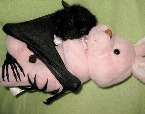 When It Hurts, Baby Bats, Cute Bat, Pretty Animals, Silly Animals, Creepy Cute, Silly Cats, Cute Creatures, Animal Photo