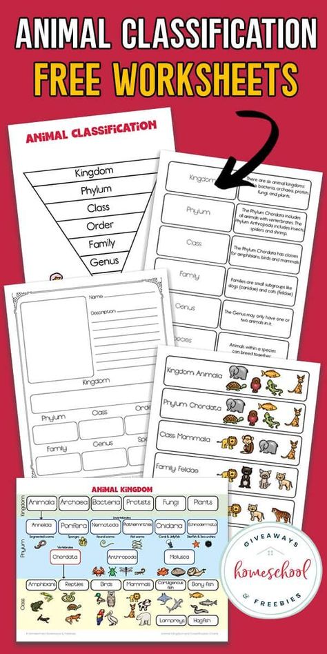 Animal Classification For Kids, Animal Kingdom Classification, Animal Classification Activity, Animal Classification Worksheet, Kingdom Classification, Amoeba Sisters, Animal Life Cycles, Animal Classification, Clever Classroom