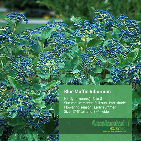 Blue Muffin Arrowwood Viburnum Evergreen Bed, Blue Muffin Viburnum, Arrowwood Viburnum, Blue Muffin, Farmhouse Landscaping, Plant List, Perennial Plants, Winter Landscape, Perennials