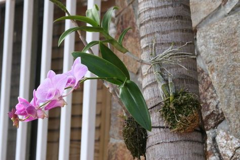 palm tree with orchids growing from them | Mounted Dendrobium orchids on my Palm Trees in Bloom Mounting Orchids, Orchid Growing, Orchid Photography, Orchid Varieties, Florida Plants, Small Vegetable Gardens, Growing Orchids, Dendrobium Orchids, Orchids Garden