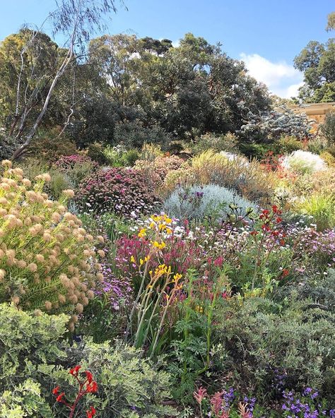 Perth Garden, Australian Native Flower Garden, Australian Cottage Garden, Fynbos Garden, Botanic Gardens, Native Australian Garden, Australian Natives, Australian Landscape, Kings Park Perth