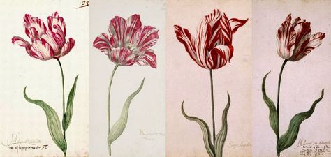 TULIP ‘SEMPER AUGUSTUS’ - DOES IT STILL EXIST? |The Garden of Eaden Semper Augustus, Tulip Tattoo, Dutch Tulip, Rabbit Garden, Painting Courses, Seed Shop, Parrot Tulips, Tulip Bulbs, Summer Painting