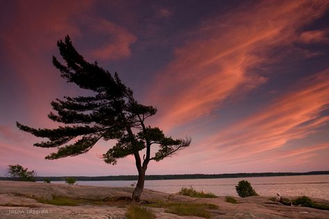 I have been fascinated by the coastal trees even as a little girl. Algonquin Tattoo, Sandblasting Ideas, Inspirational Landscapes, Watercolour Trees, White Pines, September Art, Mini Toile, China Ink, Algonquin Park