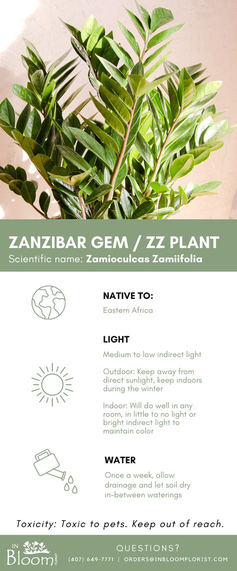 Check out our step-by-step guide on how to care for your Zanzibar Gem (ZZ Plant)! ZZ Plants are one of the easiest plants for a starter plant parent or someone looking for a bold plant to liven up their space at home, in any room! (Click to learn more facts, care & styling tips on our blog) Zanzibar Gem Plant Care, Zanzibar Gem, Zanzibar Gem Plant, Z Plant, Zz Plant Care, Zz Plant, Plant Care Houseplant, Succulent Garden Diy, Easy Care Plants