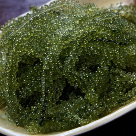 Sea Grapes green caviar. Steamed rice onsen egg soy sauce & umi budo Spirulina Benefits, Edible Seaweed, France Food, Crunchy Salad, Sea Vegetables, Alam Semula Jadi, Cebu, Whole Foods, Sashimi