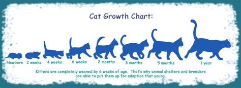 This picture represents the characteristic of all living things grow and develop. This is related to the characteristic because it shows how a cat grows and develops throughout its life. Kitten Age Chart, Cat Weight Chart, Kitten Growth Chart, Warrior Code, Cat Age, Characteristics Of Living Things, Big Cat Species, Vet Tech School, Hybrid Cat