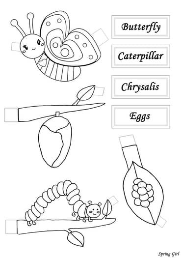 Butterfly Life Cycle Paper Craft by Spring Girl | TPT Camping Vbs, Butterfly Eggs, Body Parts Preschool Activities, Butterfly Life Cycle Craft, Life Cycle Of A Butterfly, Cycle Of A Butterfly, Cycle For Kids, Butterfly Caterpillar, Life Cycle Craft